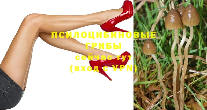 Псилоцибиновые грибы Psilocybe  где продают   Апрелевка 